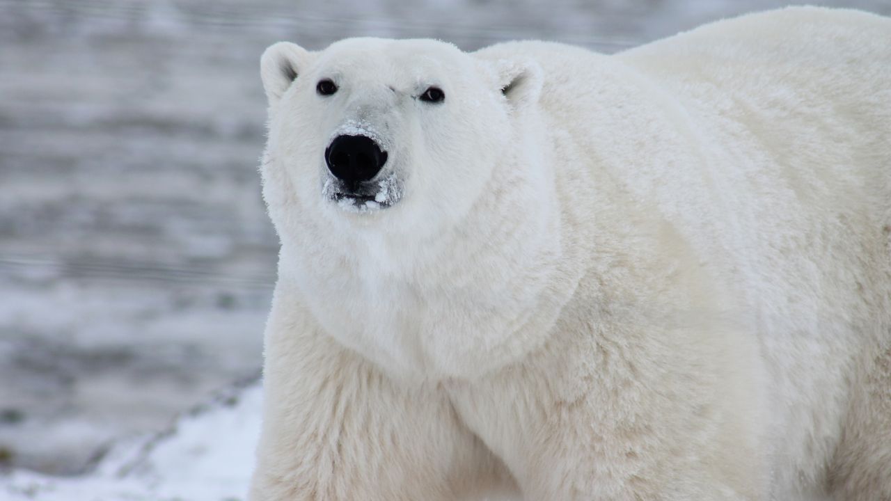 niedźwiedź polarny atak